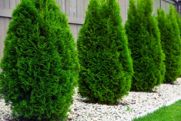 Arborvitae Planting in Seminole