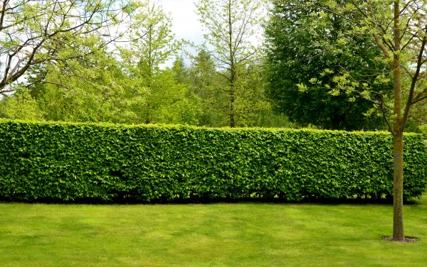 Hedge Planting in Seminole
