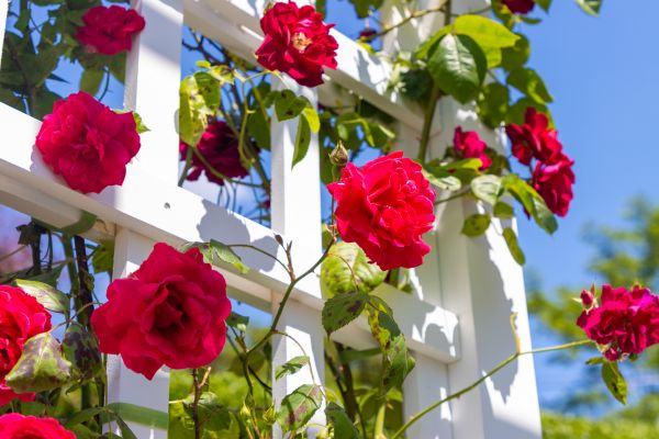 Home Gardening Service in Seminole
