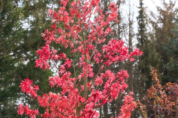 Japanese Maple Planting in Seminole