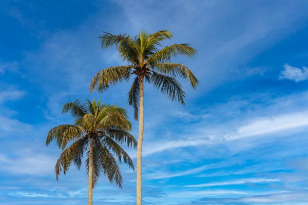 Palm Tree Planting in Seminole