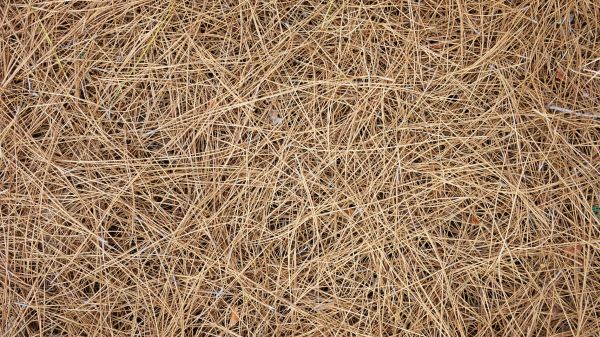 Pine Needles Delivery in Seminole