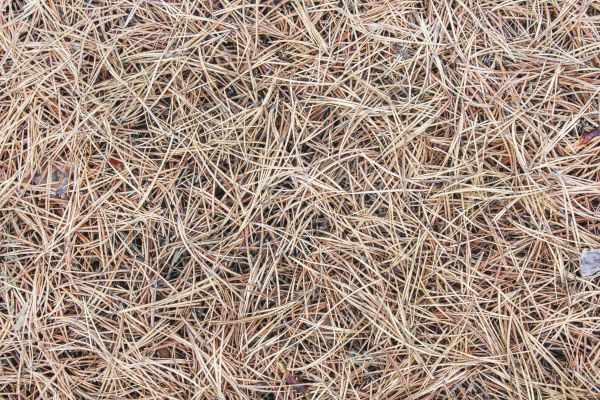 Pine Straw Installation in Seminole