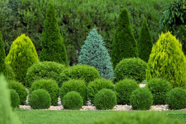 Shrub Replacement in Seminole