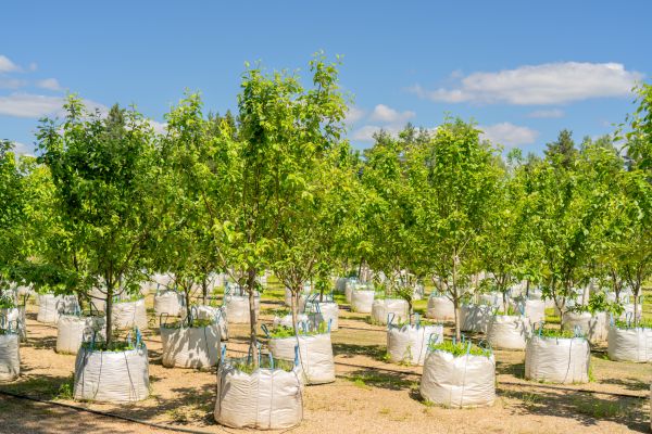 Tree Planting Service in Seminole