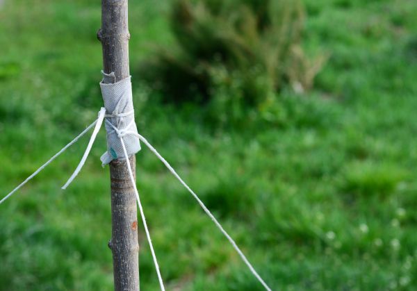 Tree Staking Service in Seminole