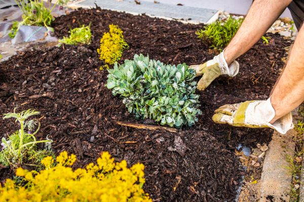 Weeding And Mulching in Seminole