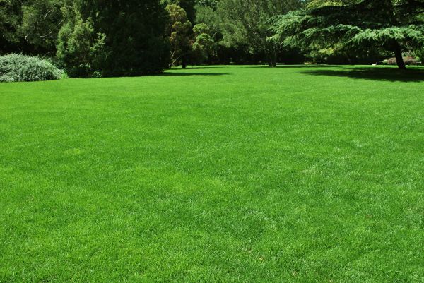 Lawn Landscaping in Seminole