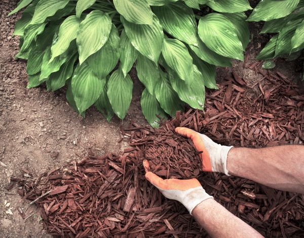 Shredded Mulch Service in Seminole