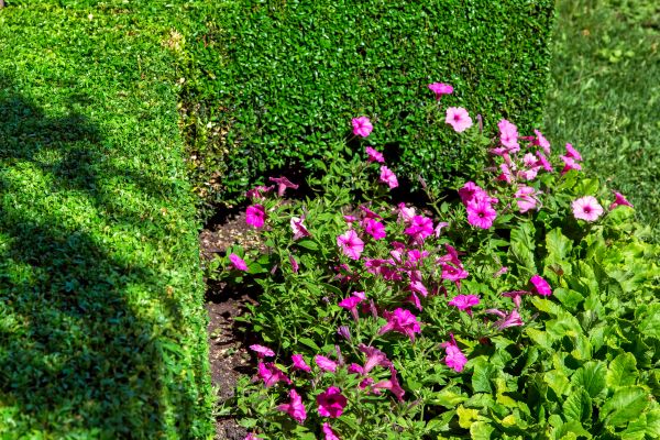 Softscaping Service in Seminole
