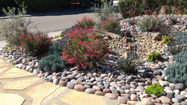 Xeriscape Landscaping in Seminole