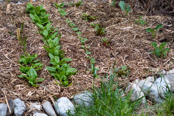 Mulch Service in Seminole