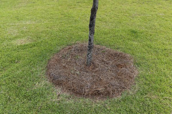 Pine Straw Spreading in Seminole