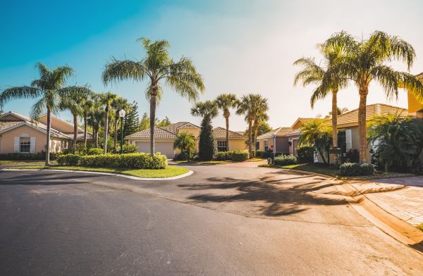 Palm Tree Landscaping in Seminole