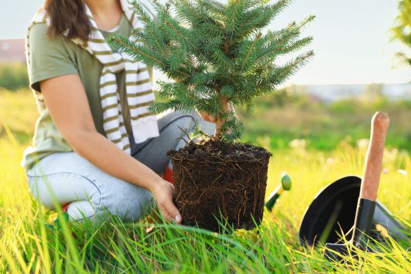 Spruce Tree Planting in Seminole