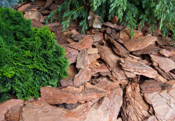 Pine Bark Installation in Seminole