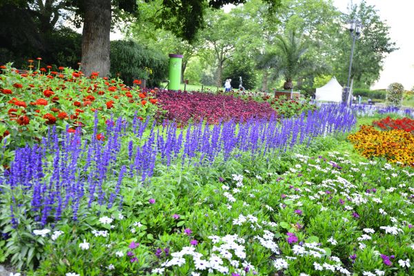 Perennials Planting in Seminole