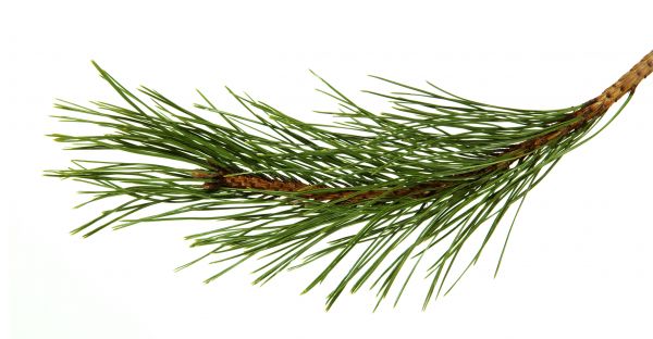 Pine Needles Installation in Seminole