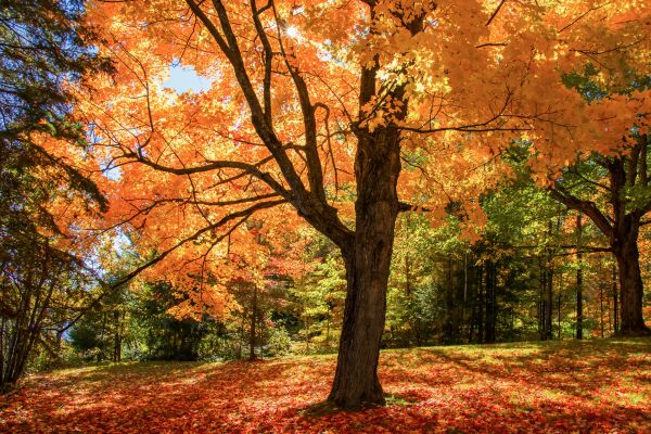 Maple Tree Planting in Seminole