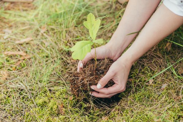 Oak Tree Planting in Seminole
