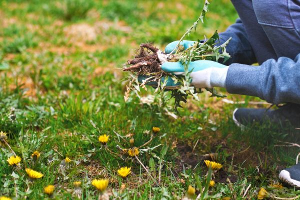 Flower Bed Clearing in Seminole