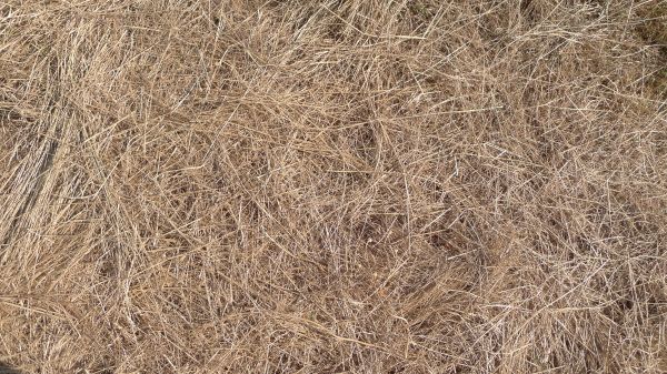 Pine Straw Replacement in Seminole