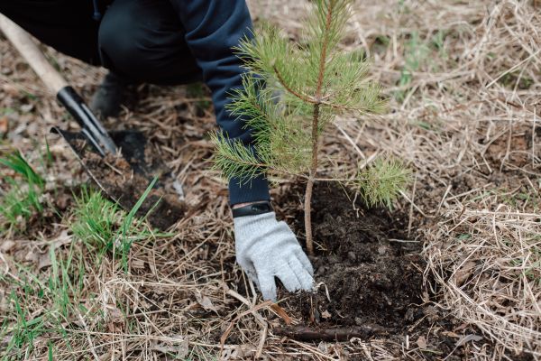 Pine Tree Planting in Seminole