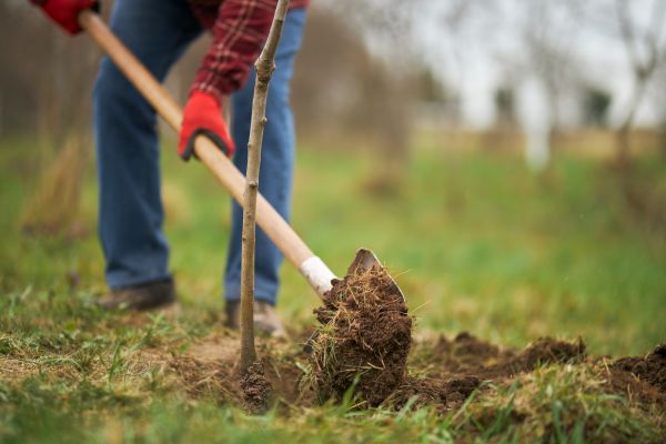 Trees Planting in Seminole