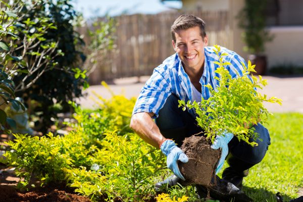 Shrub Landscaping in Seminole
