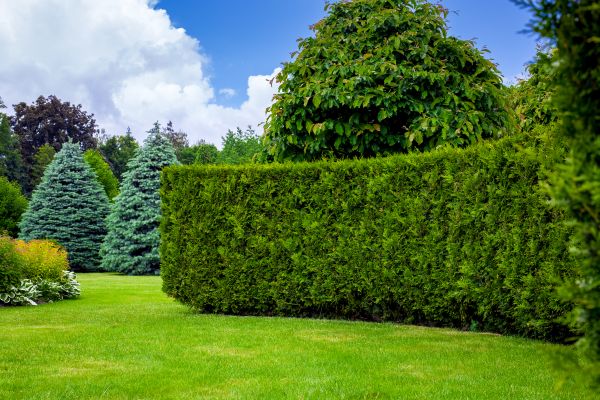 Hedge Landscaping in Seminole