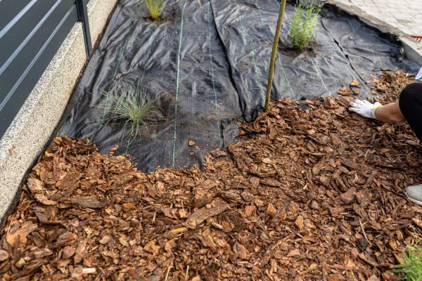 Pine Bark Spreading in Seminole