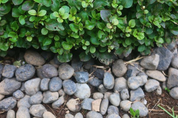 River Stone Installation in Seminole