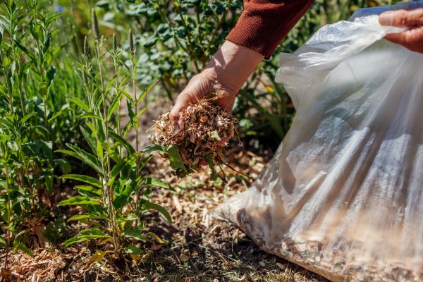 Wood Mulch Installation in Seminole