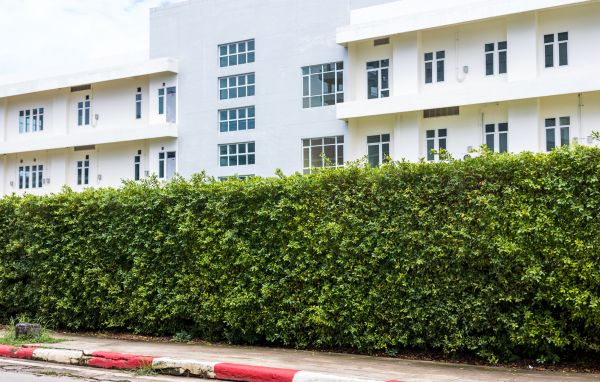 Privacy Landscaping in Seminole