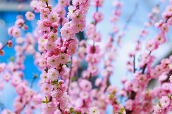 Japanese Cherry Tree Planting in Seminole