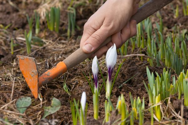 Flower Garden Weeding in Seminole