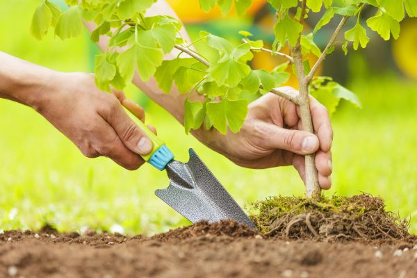 Fruit Tree Planting in Seminole
