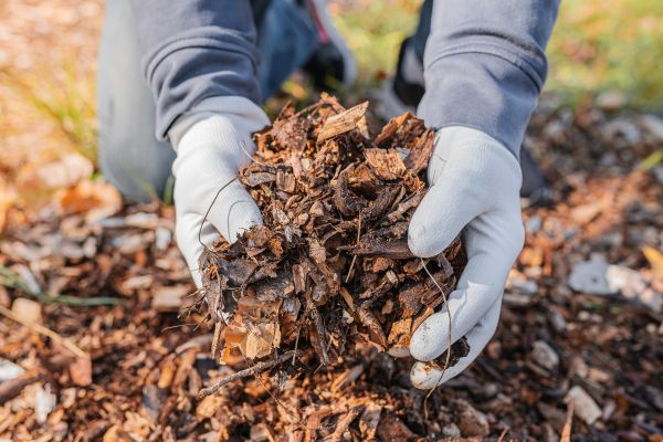 Shredded Mulch Installation in Seminole