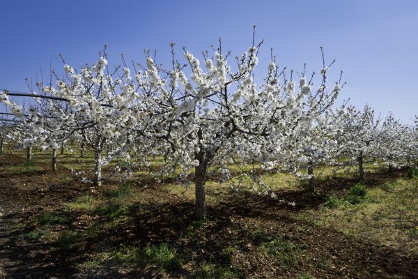 Orchard Planting in Seminole