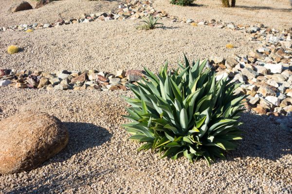 Xeriscaping Service in Seminole