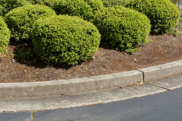 Pine Mulch Installation in Seminole