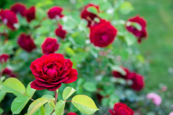 Rose Planting in Seminole