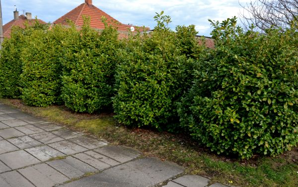 Privacy Shrub Installation in Seminole
