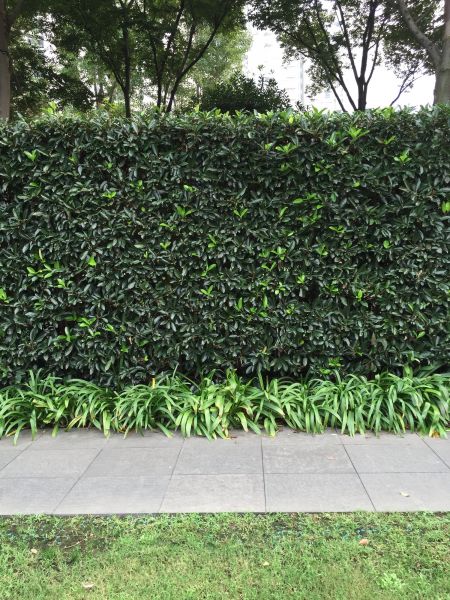 Privacy Shrub Planting in Seminole
