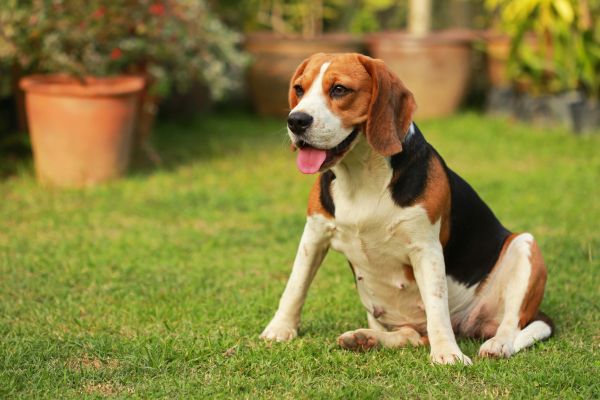 Dog Friendly Landscaping in Seminole