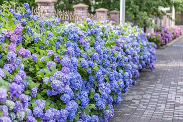 Hydrangea Landscaping in Seminole