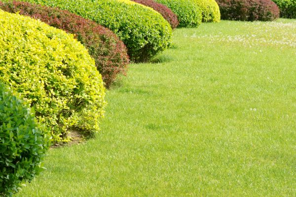 Shrubbery Planting in Seminole