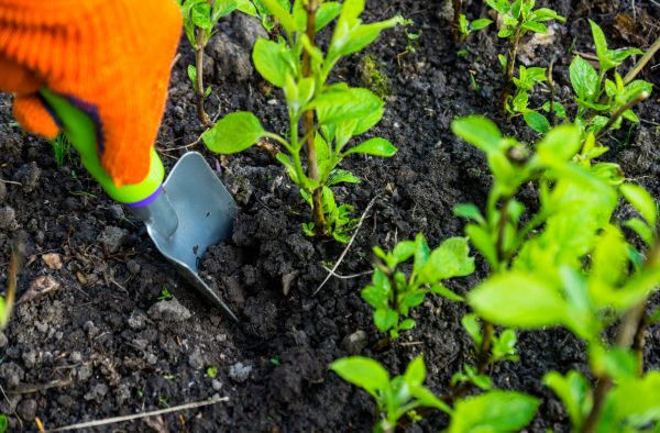 Hydrangea Planting in Seminole