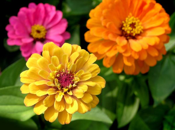 Zinnia Planting in Seminole
