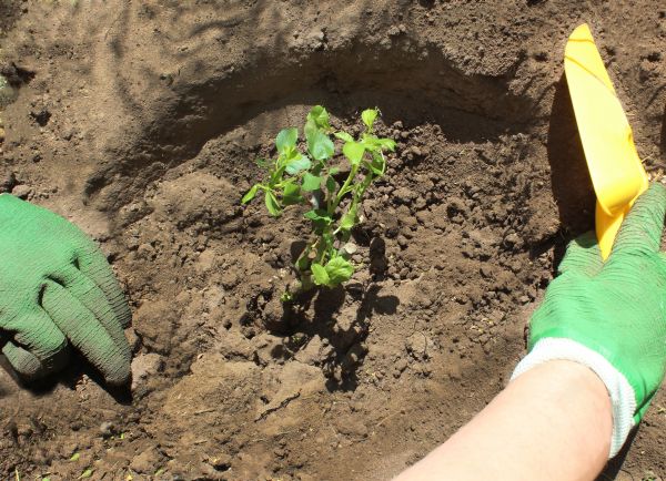 Rose Bush Planting in Seminole